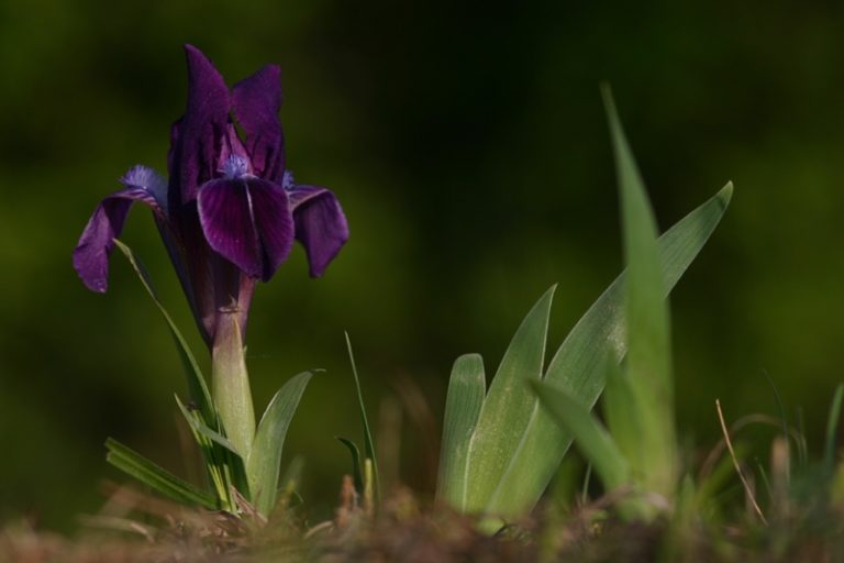 Apró nőszirom © Pellinger Attila