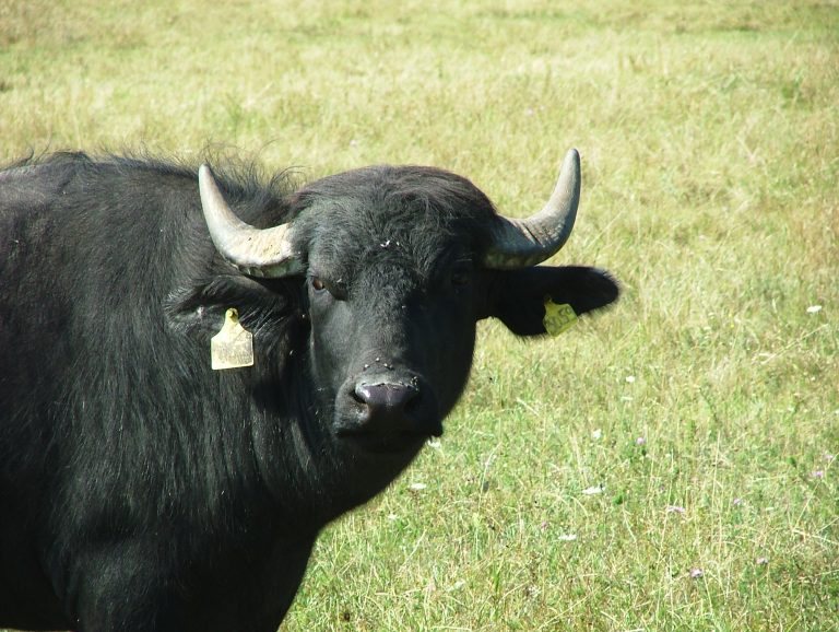 Bivaly © Gál Dávid