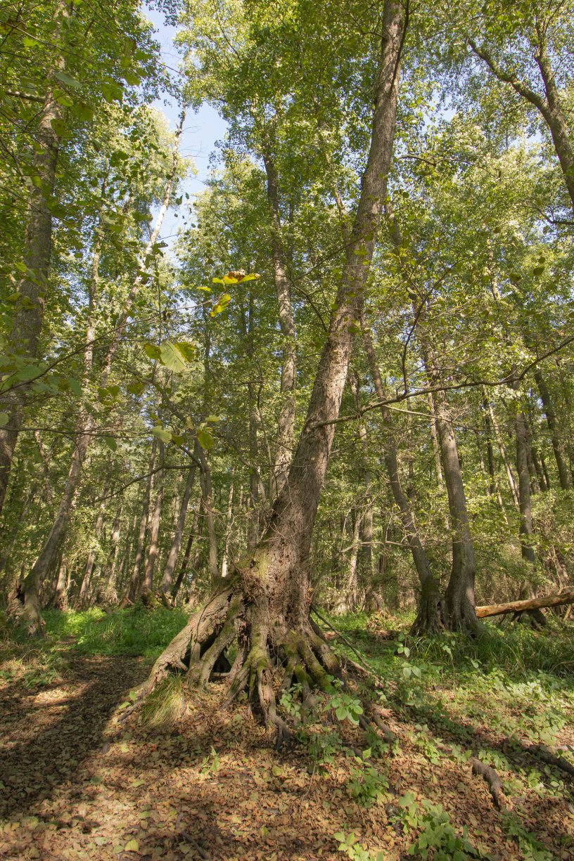 Csíkos-éger © Pakai Péter