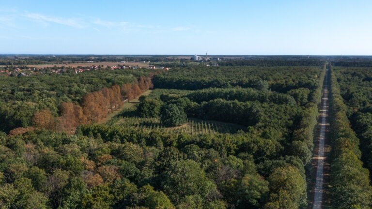 Panorama auf den Lés-Wald © Pakai Péter