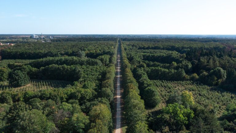 Langer Waldweg © Pakai Péter