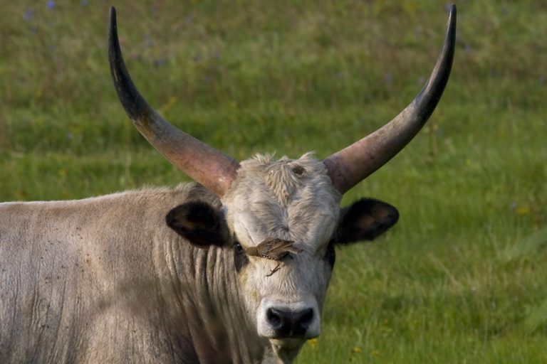 Szürkemarha