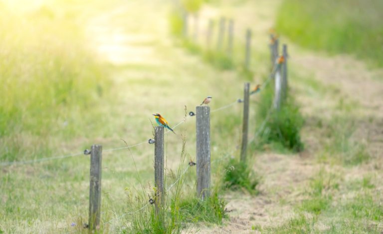 Bienenfresser © Lukas Vendler