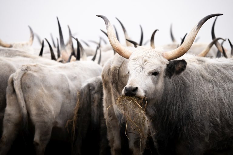 Szürkemarhák © Lukas Vendler