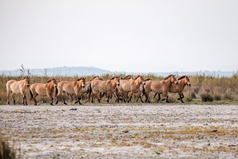 Przewalski-lovak © Hannah Assil