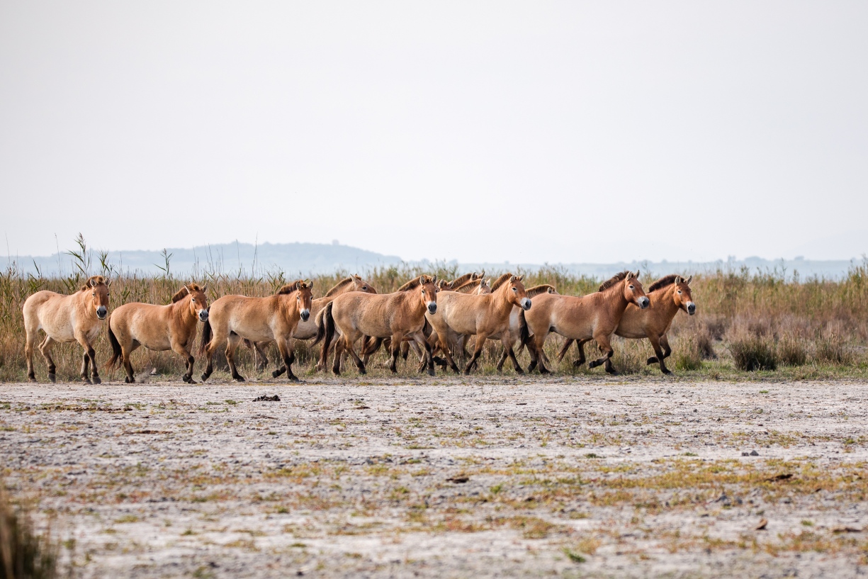 Przewalski-lovak © Hannah Assil