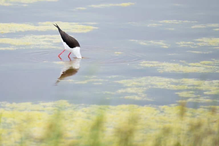 Gólyatöcs © Lukas Vendler